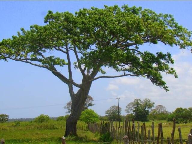 #532 - Fazenda para Venda em Conde - BA